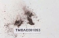 藏品(缺齒苔變種)的圖片